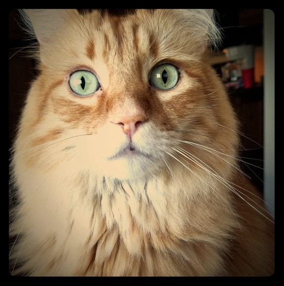 Meet Kat - Picture 1 of 1